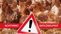 Schutz vor der Geflügelpest: Vogelausstellungen und -märkte bleiben weiterhin bis Ende April im Kreis Paderborn verboten